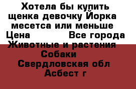 Хотела бы купить щенка девочку Йорка 2 месетса или меньше › Цена ­ 5 000 - Все города Животные и растения » Собаки   . Свердловская обл.,Асбест г.